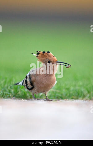 Eurasische Wiedehopf (Upupa Epops) Stockfoto