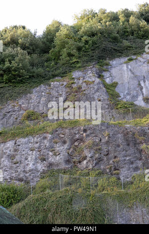 Fossile Korallenriff auf Klippe gegenüber Mumbles Hill. Hochgefederte Bettwäscheebenen Stockfoto