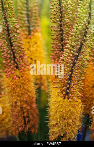 Schöne Blumen im Sommer cloaeup Makro Stockfoto
