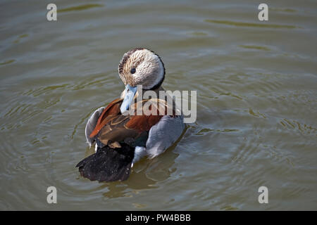 Putzen, Männliche beringt Callonetta Leucophrys, Teal, in Wasser, Stockfoto