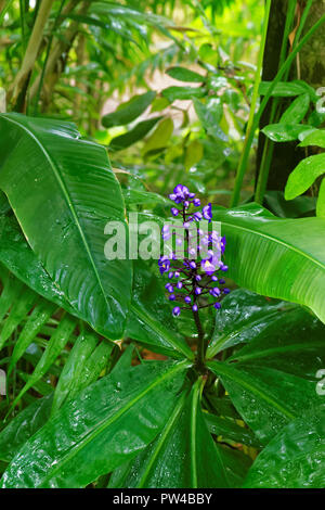 Dichorisandra thyrsiflora oder Blue Ginger ist eine tropische Pflanze ähnelt, Ingwer in Wachstum und Gewohnheit Stockfoto