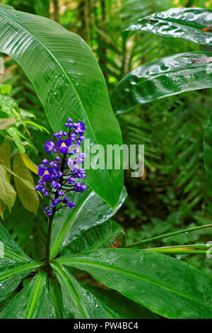 Dichorisandra thyrsiflora oder Blue Ginger ist eine tropische Pflanze ähnelt, Ingwer in Wachstum und Gewohnheit Stockfoto