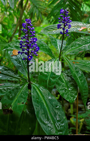 Dichorisandra thyrsiflora oder Blue Ginger ist eine tropische Pflanze ähnelt, Ingwer in Wachstum und Gewohnheit Stockfoto