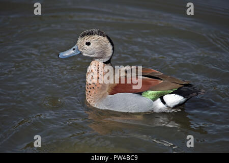 Männliche beringt Callonetta Leucophrys, Teal, in Wasser Stockfoto