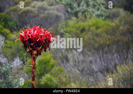 Australian native Riese Gymea Lily flower Spike, Doryanthes excelsa, umgeben von Wald an Wattamolla im Royal National Park, NSW Stockfoto