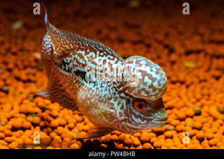 Cichliden Fisch im wunderschönen Aquarien zurück zu kommen Stockfoto