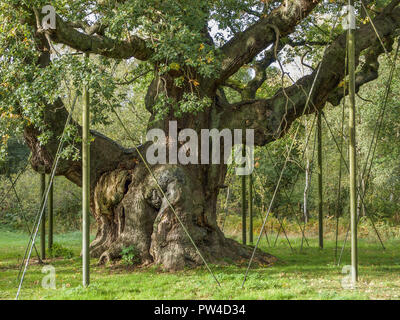 Die große Eiche in Robin Hood's Sherwood Forest Stockfoto