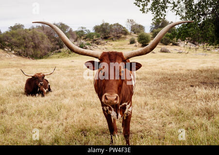 Portrait von Texas Longhorn Rinder stehen auf Wiese gegen Himmel an der Ranch Stockfoto