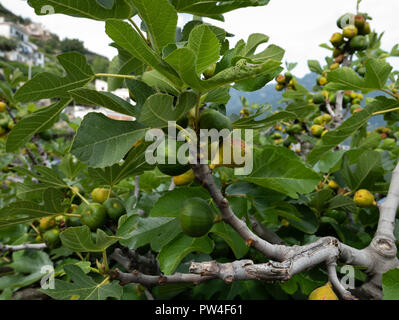 Feigenbaum (Ficus Carica), Amalfi, Kampanien, Italien. Stockfoto