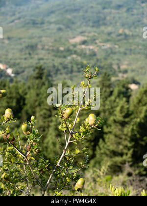 Kermes Oak (Quercus coccifera) Dafnata, Korfu, Ionische Inseln, Griechenland. Stockfoto