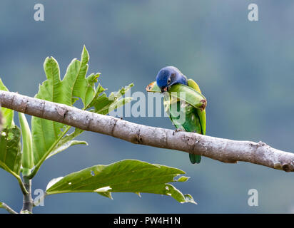 Blaue Leitung Papagei essen einige tropische Früchte. Stockfoto