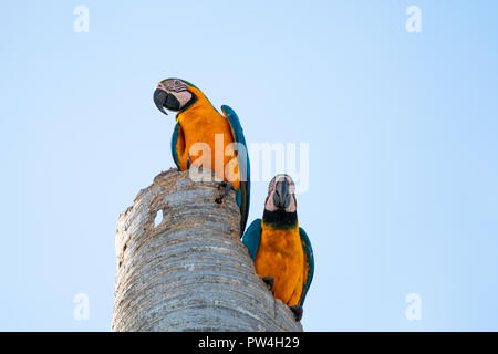 Ein paar Blaue und gelbe Aras auf einem Baumstumpf. Stockfoto