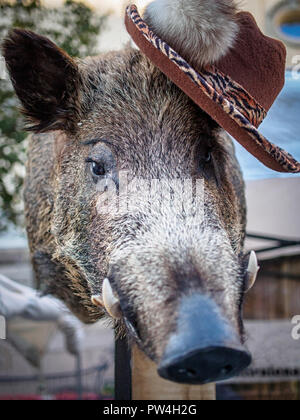 Boar's Head in einen Hut Stockfoto