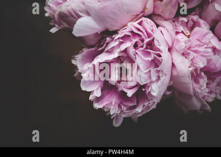 In der Nähe von rosa Blüten auf schwarzem Hintergrund wachsenden Stockfoto