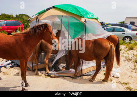 Assateague Island, Maryland, USA - September 01, 2008 Camping auf Assateague Island, berühmt durch seine wilden Pferde, kann romantisch oder ein Alptraum sein, wenn Stockfoto