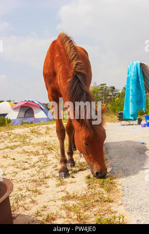 Assateague Island, Maryland, USA - September 01, 2008 Camping auf Assateague Island, berühmt durch seine wilden Pferde, kann romantisch oder ein Alptraum sein, wenn Stockfoto
