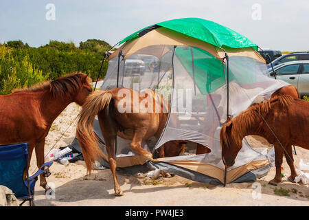 Assateague Island, Maryland, USA - September 01, 2008 Camping auf Assateague Island, berühmt durch seine wilden Pferde, kann romantisch oder ein Alptraum sein, wenn Stockfoto
