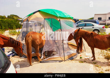 Assateague Island, Maryland, USA - September 01, 2008 Camping auf Assateague Island, berühmt durch seine wilden Pferde, kann romantisch oder ein Alptraum sein, wenn Stockfoto