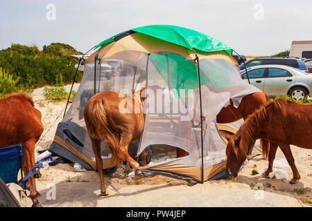 Assateague Island, Maryland, USA - September 01, 2008 Camping auf Assateague Island, berühmt durch seine wilden Pferde, kann romantisch oder ein Alptraum sein, wenn Stockfoto