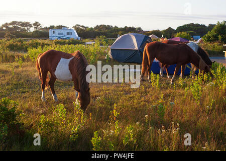 Assateague Island, Maryland, USA - September 01, 2008 Camping auf Assateague Island, berühmt durch seine wilden Pferde, kann romantisch oder ein Alptraum sein, wenn Stockfoto