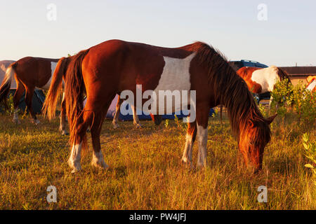Assateague Island, Maryland, USA - September 01, 2008 Camping auf Assateague Island, berühmt durch seine wilden Pferde, kann romantisch oder ein Alptraum sein, wenn Stockfoto