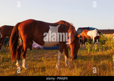 Assateague Island, Maryland, USA - September 01, 2008 Camping auf Assateague Island, berühmt durch seine wilden Pferde, kann romantisch oder ein Alptraum sein, wenn Stockfoto