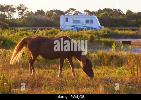 Assateague Island, Maryland, USA - September 01, 2008 Camping auf Assateague Island, berühmt durch seine wilden Pferde, kann romantisch oder ein Alptraum sein, wenn Stockfoto