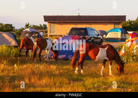 Assateague Island, Maryland, USA - September 01, 2008 Camping auf Assateague Island, berühmt durch seine wilden Pferde, kann romantisch oder ein Alptraum sein, wenn Stockfoto