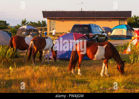 Assateague Island, Maryland, USA - September 01, 2008 Camping auf Assateague Island, berühmt durch seine wilden Pferde, kann romantisch oder ein Alptraum sein, wenn Stockfoto