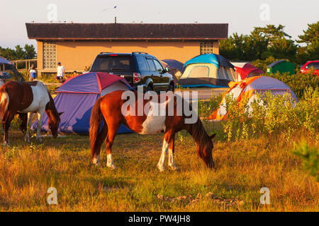 Assateague Island, Maryland, USA - September 01, 2008 Camping auf Assateague Island, berühmt durch seine wilden Pferde, kann romantisch oder ein Alptraum sein, wenn Stockfoto