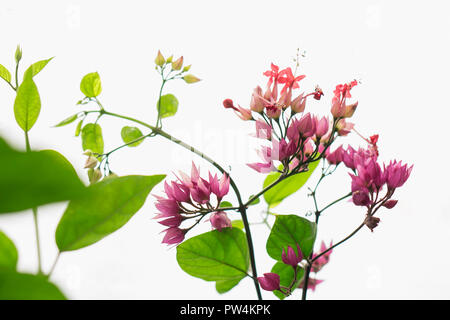 In der Nähe von blühenden Bougainvillea auf betriebsstämme vor weißem Hintergrund Stockfoto