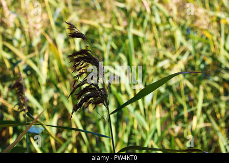 Selektive Weichzeichner der Strand trockenes Gras, Schilf, Halme weht im Wind am goldenen Abendlicht, horizontal, verschwommen Meer auf Hintergrund Stockfoto