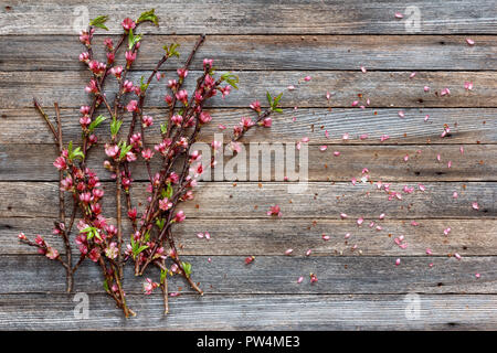 Blühende rosa Blumen auf den Zweigen Pfirsich auf hölzernen Hintergrund mit Kopie Raum Stockfoto