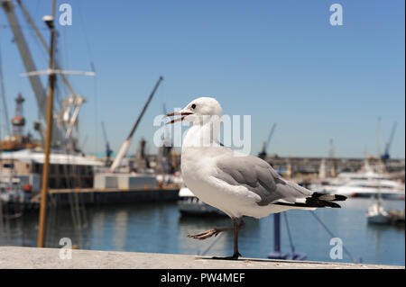 Nahaufnahme von einer Möwe an der Victoria & Alfred Waterfront in Kapstadt, Südafrika Stockfoto