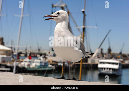 Nahaufnahme von einer Möwe an der Victoria & Alfred Waterfront in Kapstadt, Südafrika Stockfoto