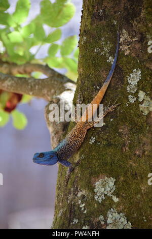 Southern Tree Agama, Swasiland Stockfoto