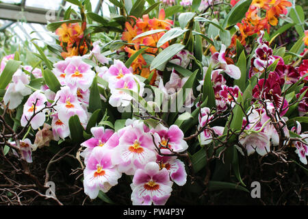 Eine Gruppierung von rosa, weiss, orange und gelb Miltoniopsis Orchideen Blumen in voller Blüte von Zweigen umgeben, orange Cattleya und roten Miltoniopsis oder Stockfoto