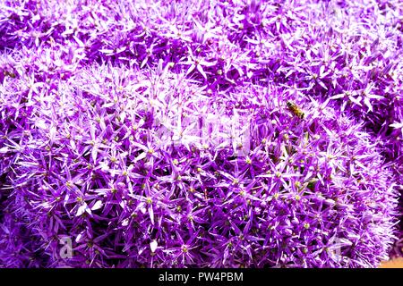 Allium Blume mit Bienen in der Nähe, schöne rosa Allium Stockfoto