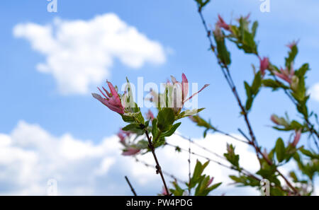 Harlekin weide Salix integra Hakuro Nishiki vor blauem Himmel und einige Wolken Stockfoto