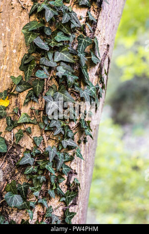 Nahaufnahme der grüne Efeu an einem Baum in den Farben des Herbstes Stockfoto