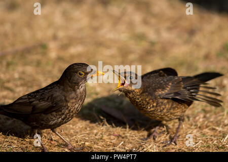 Eine eurasische Blackbird füttern ihre Jungen Stockfoto