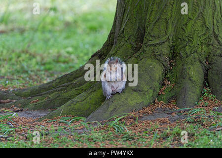 Graue Eichhörnchen Regents Park London UK Stockfoto
