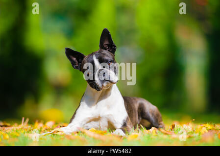 Boston Terrier Hund auf einem grünen Rasen im Herbst Landschaft unter den bunten Blättern Stockfoto