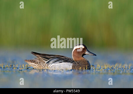 Krickente (Spachtel querquedula) männliche Schwimmen im See im Frühjahr Stockfoto