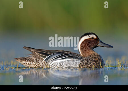 Krickente (Spachtel querquedula) männliche Schwimmen im See im Frühjahr Stockfoto