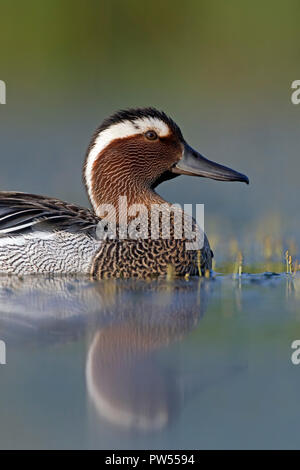 Krickente (Spachtel querquedula) männliche Schwimmen im See im Frühjahr Stockfoto