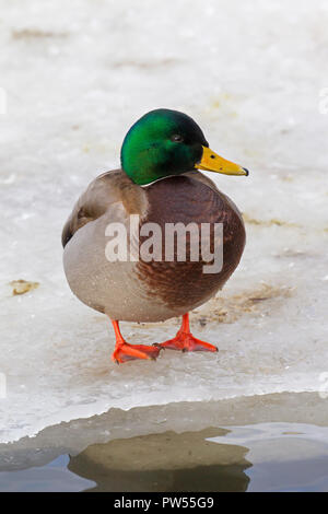 Mallard/Wild Duck (Anas platyrhynchos) männlich/Drake am Rand des Eis ruhen - Loch in den gefrorenen See im Winter Stockfoto