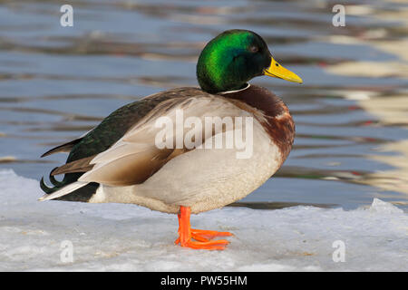Mallard/Wild Duck (Anas platyrhynchos) männlich/Drake am Rand des Eis ruhen - Loch in den gefrorenen See im Winter Stockfoto