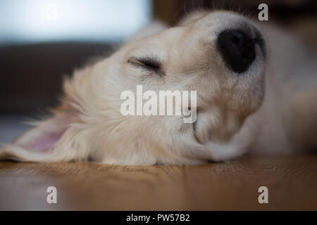 Golden Retriever Welpe Stockfoto