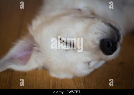 Golden Retriever Welpe Stockfoto